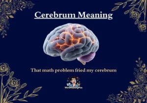 Cerebrum Meaning